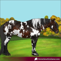 Horse Color:White Spotted Brown Ice