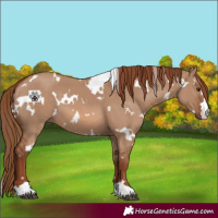 Horse Color:White Spotted Red Dun 