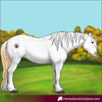 Horse Color:Smoky Grullo Sabino Splash Appaloosa 