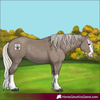 Horse Color:Silver Grullo Sabino Splash 