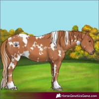 Horse Color:White Spotted Chestnut 