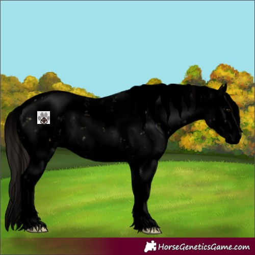 Horse Color:Void Bay Dun Sabino Splash 