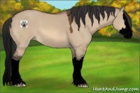 Horse Color:Void Bay Dun Sabino Splash