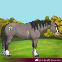 Horse Color:Smoky Grullo Sabino Splash 