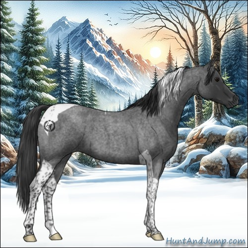 Horse Color:Blue Roan Tobiano 