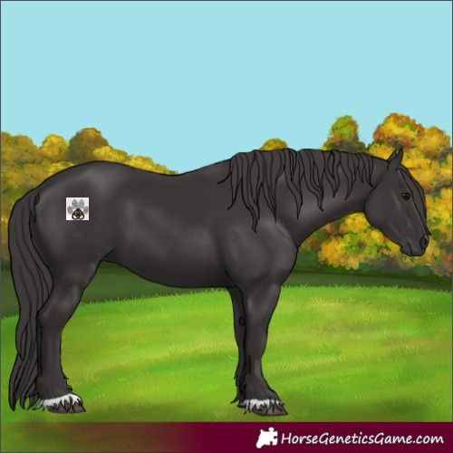 Horse Color:Smoky Black 