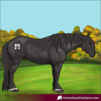 Horse Color:Smoky Black