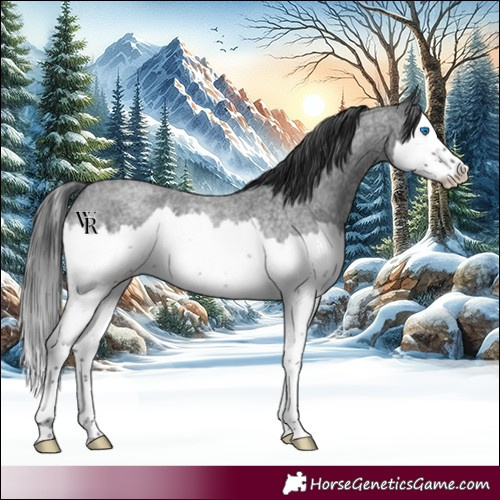 Horse Color:Blue Roan Splash 