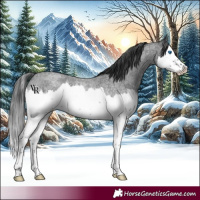 Horse Color:Blue Roan Splash 