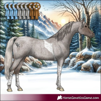 Horse Color:Silver Blue Roan Tobiano