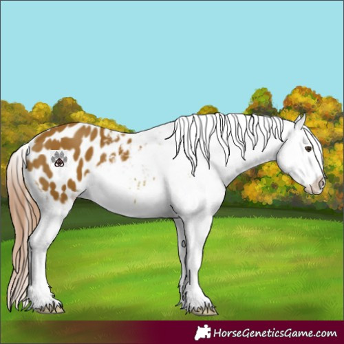 Horse Color:Watercolor Chestnut Appaloosa 