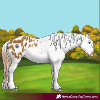 Horse Color:Watercolor Chestnut Appaloosa 