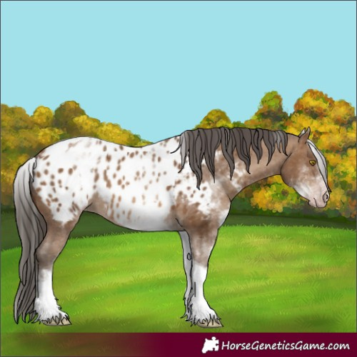 Horse Color:Gray White Spotted Amber Champagne Tobiano Near Leopard Rabicano 
