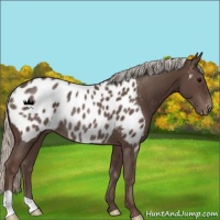 Horse Color:Silver Black Blanket Rabicano 