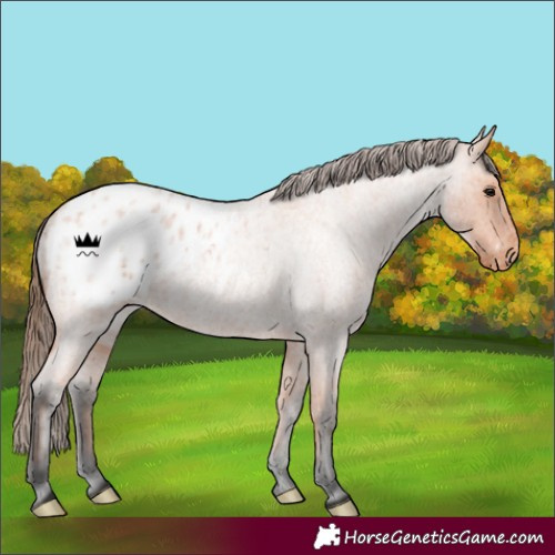 Horse Color:Bay Roan Appaloosa 