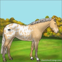 Horse Color:Silver Buckskin Dun Blanket Rabicano 