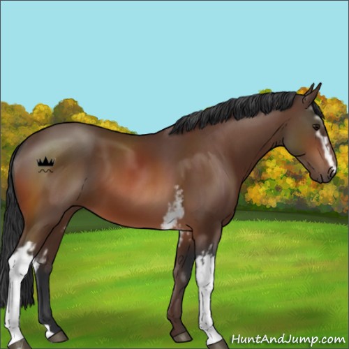 Horse Color:White Spotted Bay 