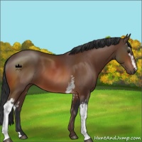 Horse Color:White Spotted Bay 