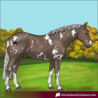 Horse Color:White Spotted Silver Black 