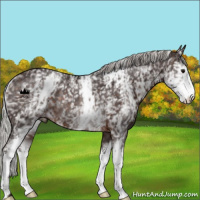 Horse Color:White Spotted Silver Brown Rabicano