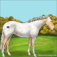 Horse Color:Gold Cream Champagne Appaloosa 