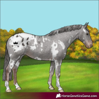 Horse Color:White Spotted Liver Chestnut Varnish Rabicano 