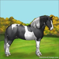 Horse Color:Black Splash Tobiano Appaloosa 