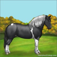 Horse Color:Black Tobiano Appaloosa 