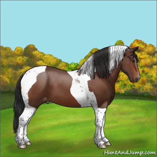 Horse Color:Bay Tobiano Appaloosa 