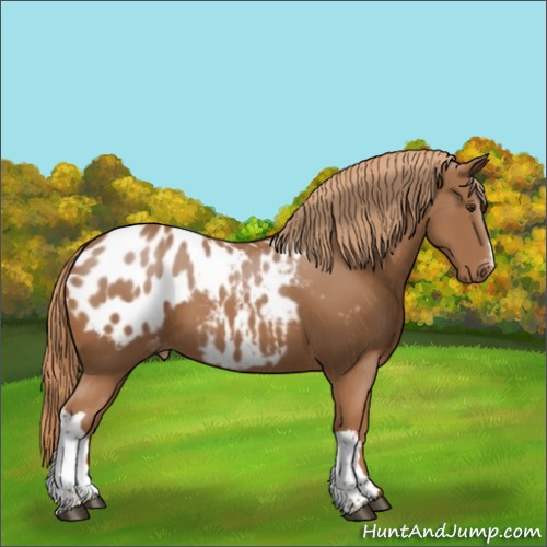 Horse Color:Chestnut Appaloosa 