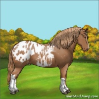Horse Color:Chestnut Appaloosa 