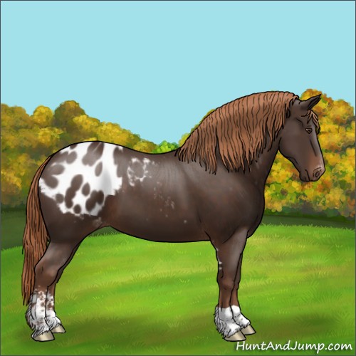 Horse Color:Liver Chestnut Sabino Appaloosa 