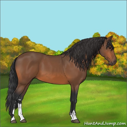 Horse Color:Bay Sabino