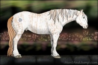 Horse Color:Gold Champagne Pearl Rabicano and White Spotted Gold Champagne Pearl Rabicano