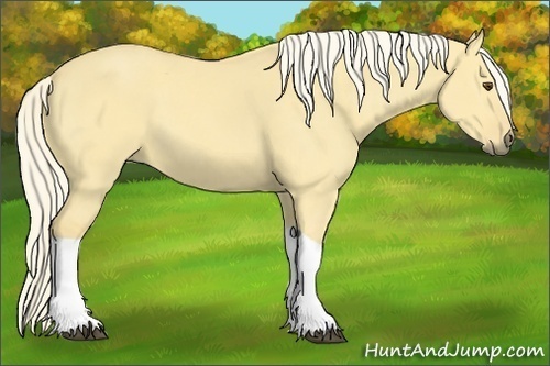 Horse Color:Palomino Dun Tobiano 