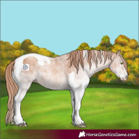 Horse Color:White Spotted Gold Champagne Tobiano 