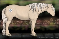 Horse Color:Cremello 