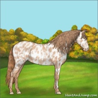 Horse Color:Gold Champagne Roan Near Leopard  and Gold Champagne Roan Near Leopard 