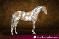 Horse Color:White Spotted Classic Cream Champagne 