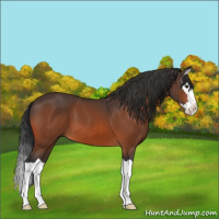 Horse Color:Bay Splash 