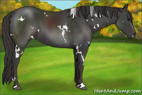 Horse Color:White Spotted Smoky Black Sabino 