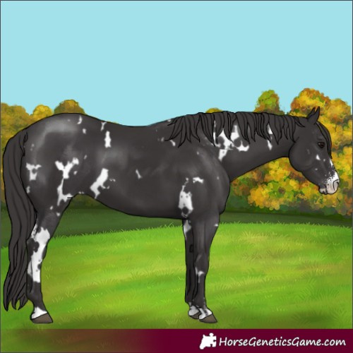 Horse Color:White Spotted Smoky Black Sabino 
