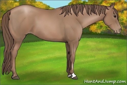 Horse Color:Black Pearl Sabino 