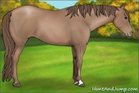 Horse Color:Black Pearl Sabino