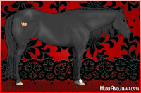 Horse Color:Black Sabino 