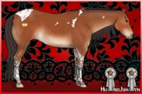 Horse Color:Bay Tobiano 