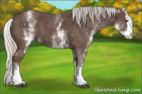 Horse Color:White Spotted Silver Black Splash 