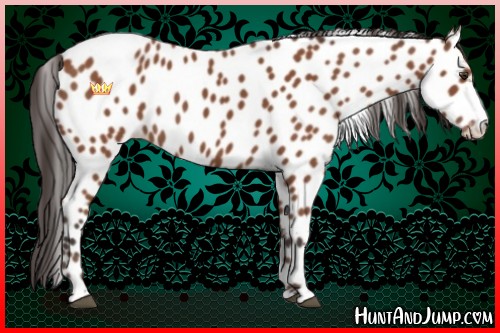 Horse Color:Bay Sabino Appaloosa