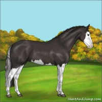 Horse Color:Smoky Black Splash