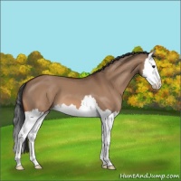 Horse Color:Bay Dun Splash 